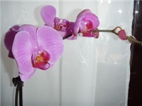 0c29c1f3-ciklama orhideja.jpg